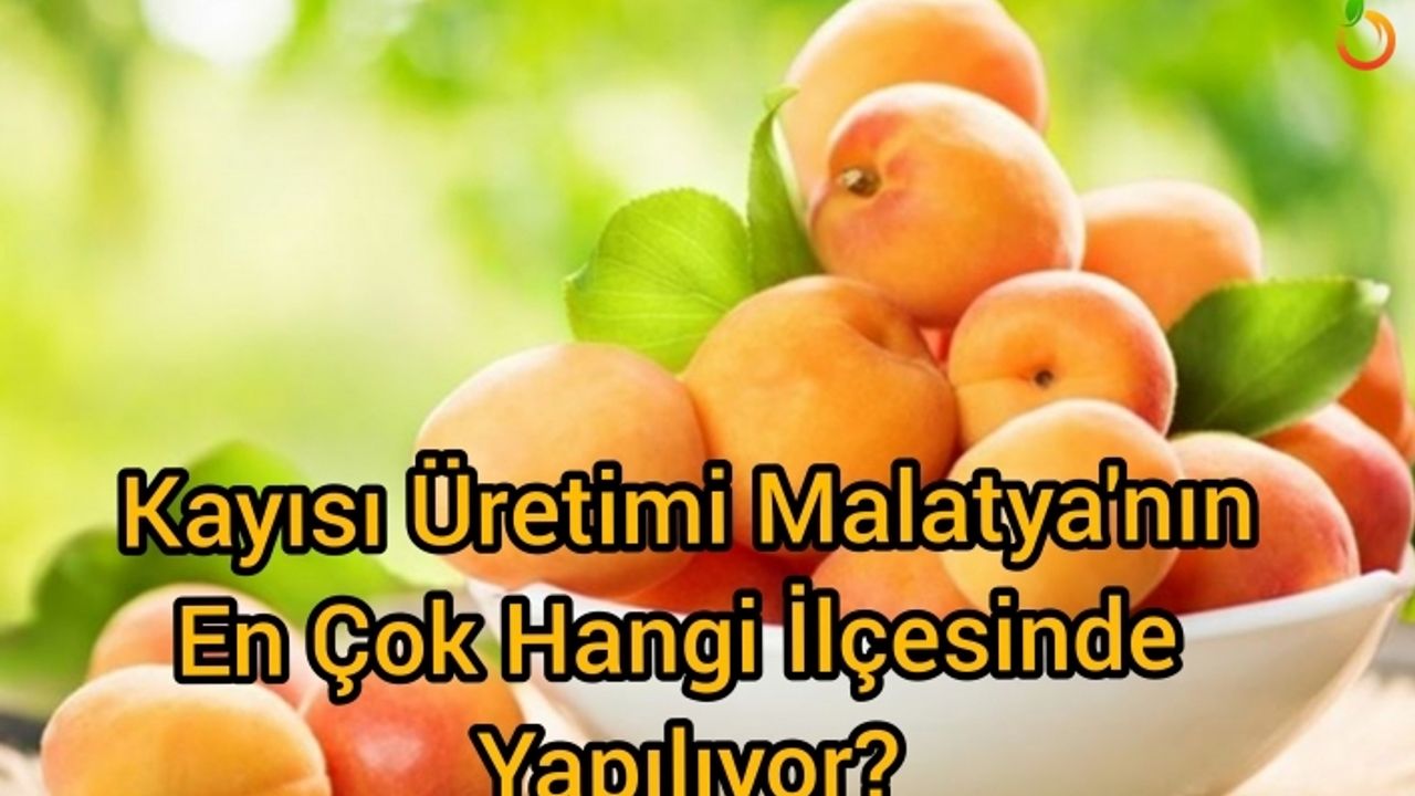Malatya'da kayısı üretimi  en çok hangi ilçede yapılıyor ?