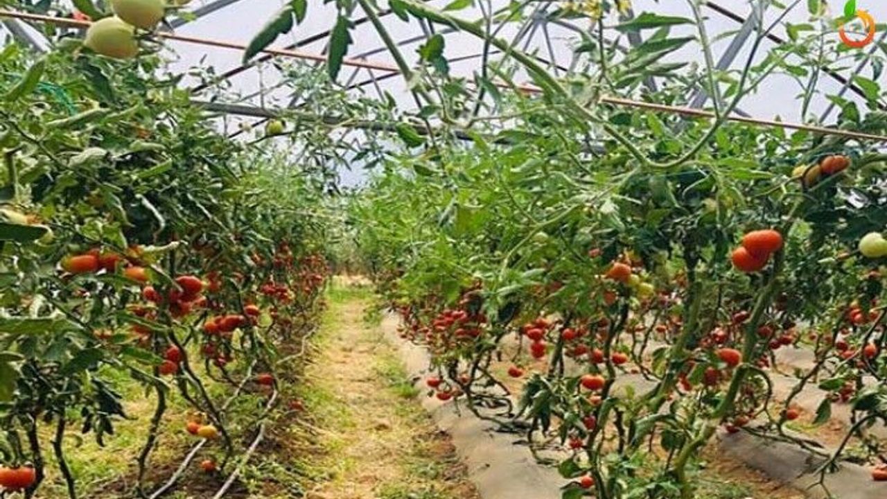 Yeşilyurt'ta tarım projeleri artıyor