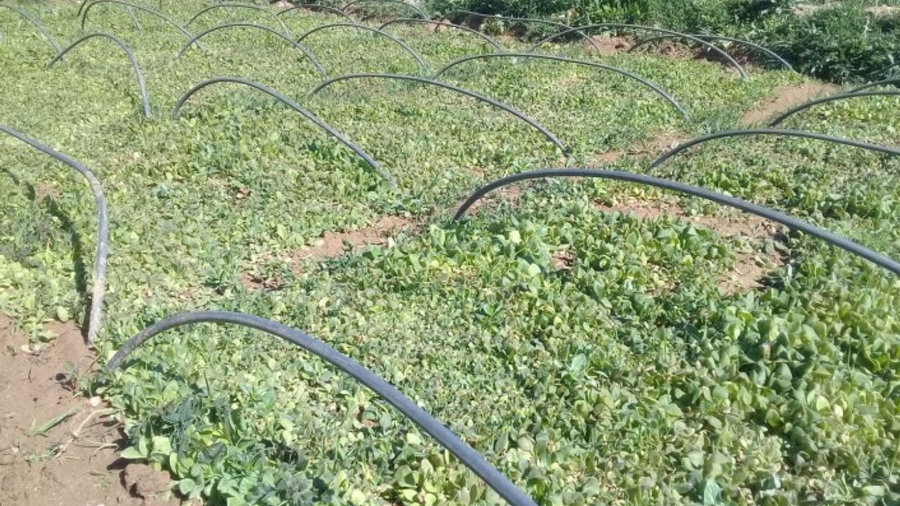 Ağbaba, Kayısıda yaşanan don için mecliste komisyon istedi