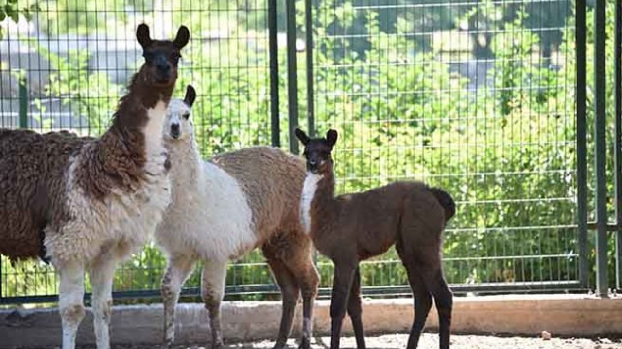 Hayvanat Bahçesi 78 Türden 1250 Hayvana Ev Sahipliği Yapıyor