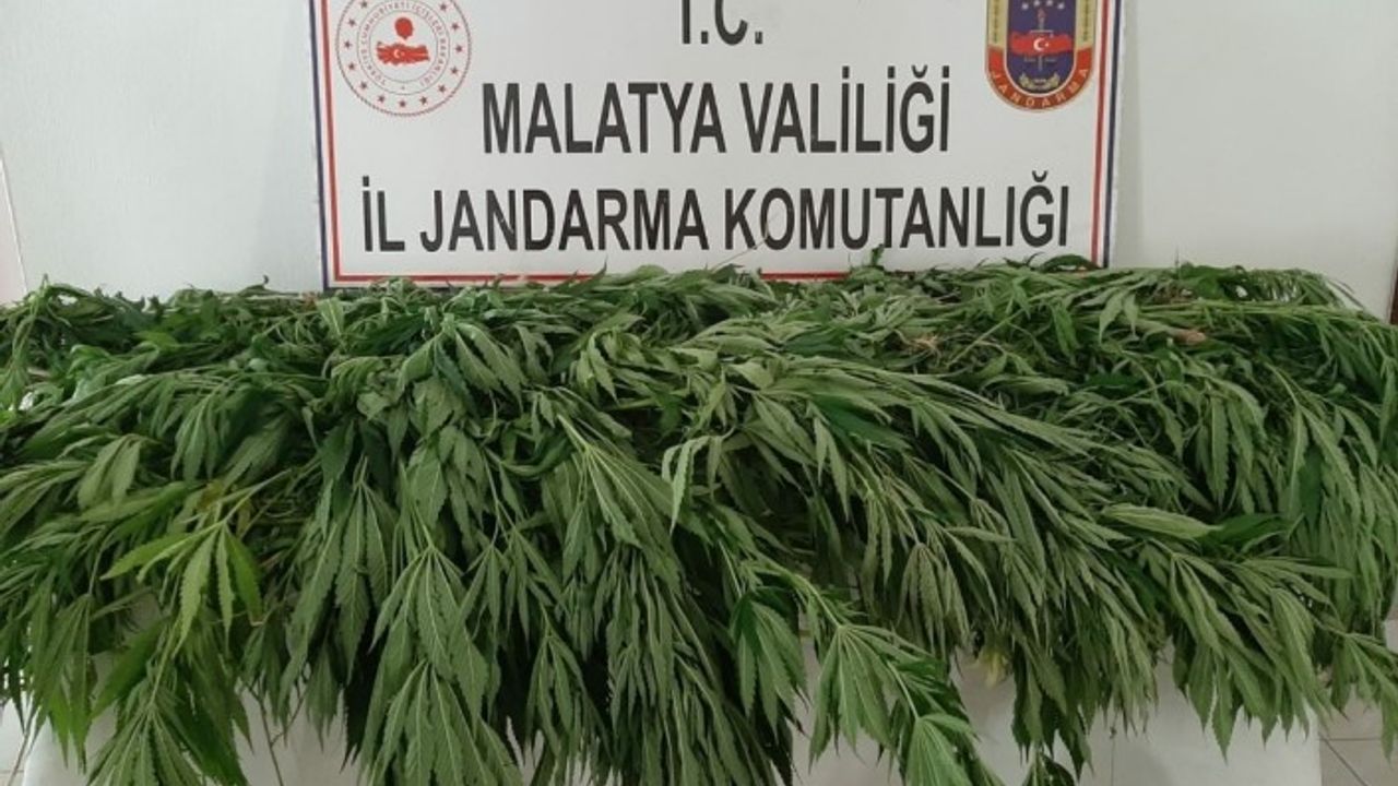 Malatya'da 651 kök kenevir ele geçirildi
