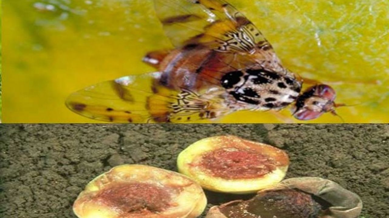 Akdeniz Meyve Sineği (Ceratitis capitata) uyarısı