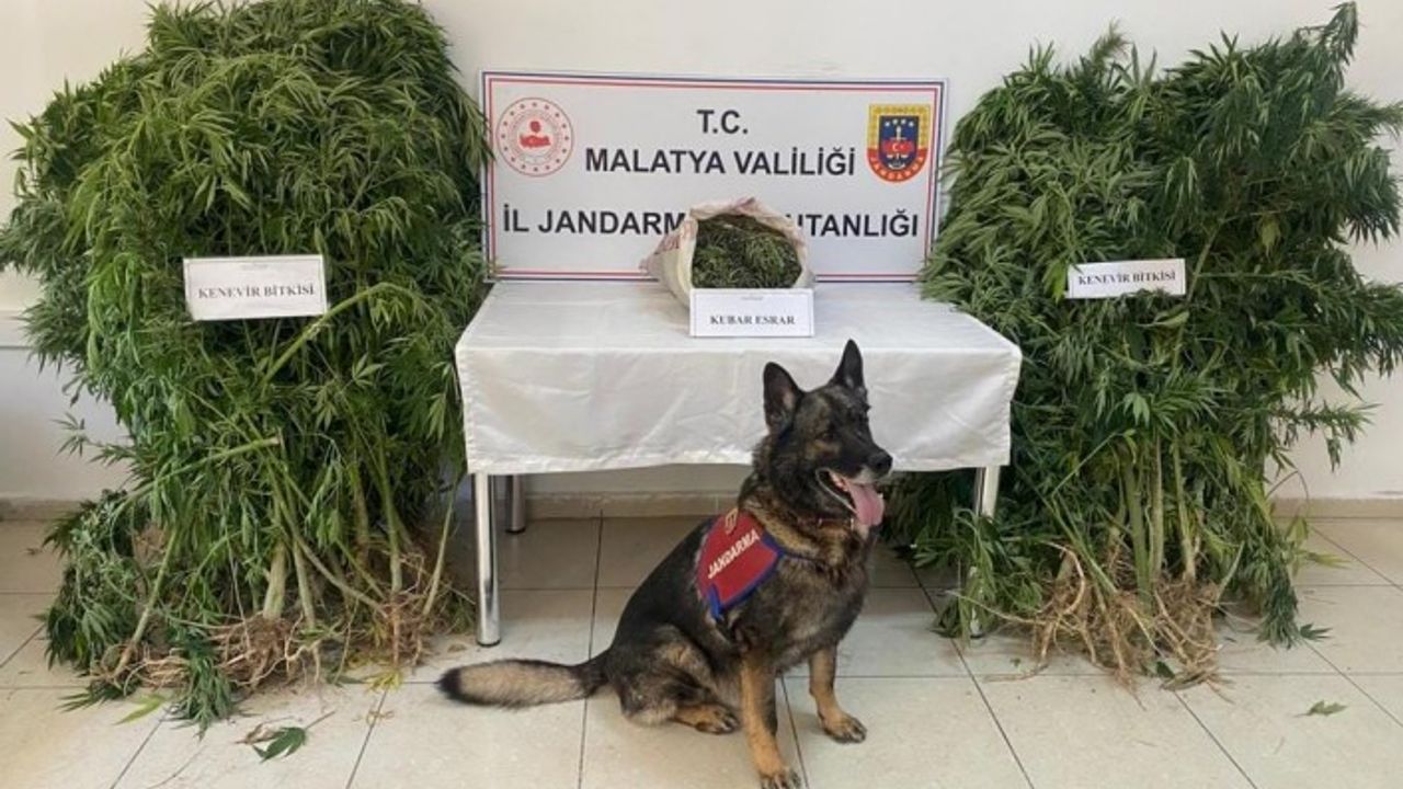 Malatya'da  kubar esrar maddesi ile kök kenevir ele geçirildi