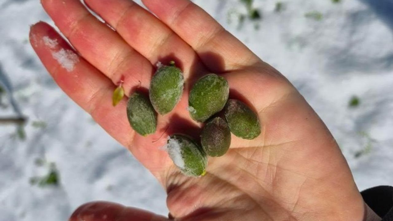 Malatya'da Kayısı Zarar Gördü