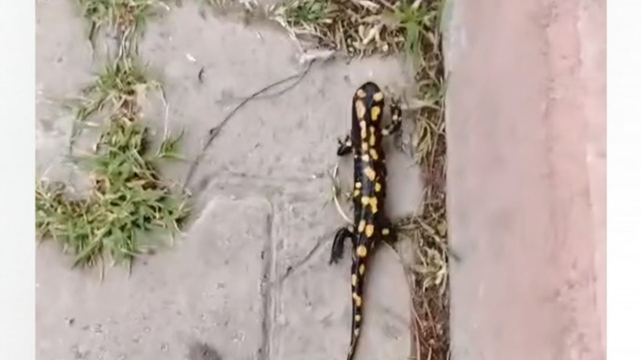 Malatya’da 'Sarı Benekli Semender' Görüldü