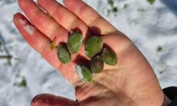 Malatya'da Kayısı Zarar Gördü