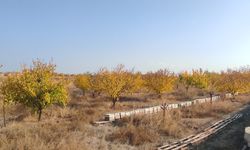 Kayısı Bahçelerinde Sonbahar Mücadelesi