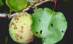 Kayısı Ağaçlarında Çil Hastalığına Dikkat!