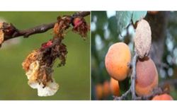 Üreticilere Monilya Hastalığı Uyarısı