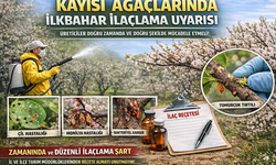 Kayısı Üreticilerine İlkbahar İlaçlama Uyarısı
