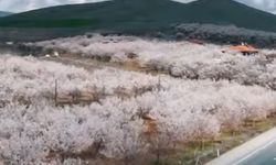 Dolu Yağışı Sonrası Kayısı Ağaçlarında İnceleme Yapıldı