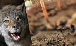 Ağıla Giren Kurt 40 Koyunu Telef Etti