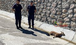 Jandarmadan Yaralı Yavru Dağ Keçisine Şefkat Eli