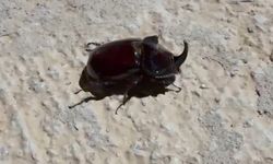 Dünyanın En Güçlü Böceği Akçadağ'da Görülmeye Başladı