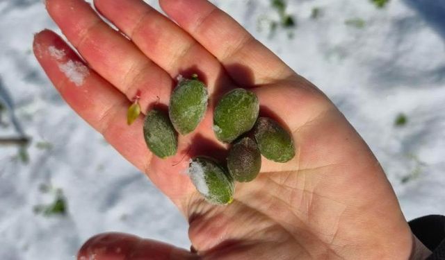 Malatya'da Kayısı Zarar Gördü