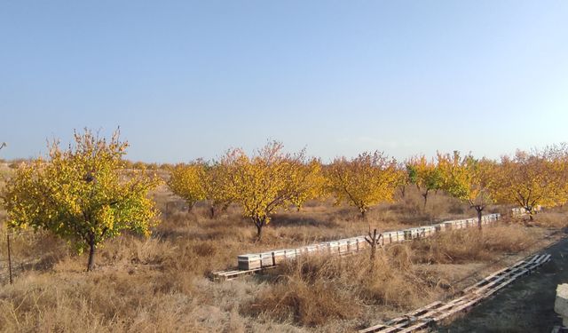 Kayısı Bahçelerinde Sonbahar Mücadelesi