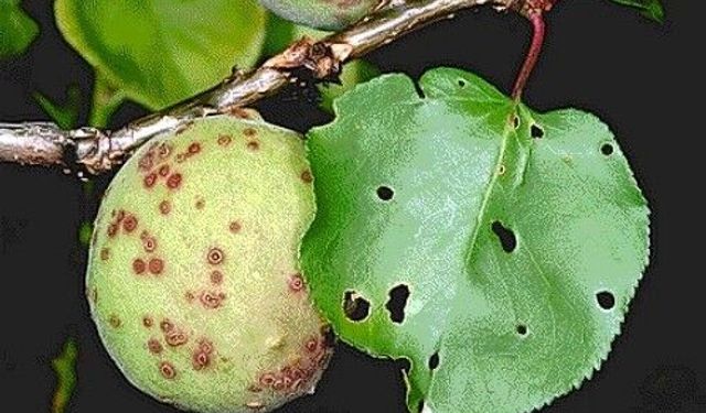 Kayısı Ağaçlarında Çil Hastalığına Dikkat!