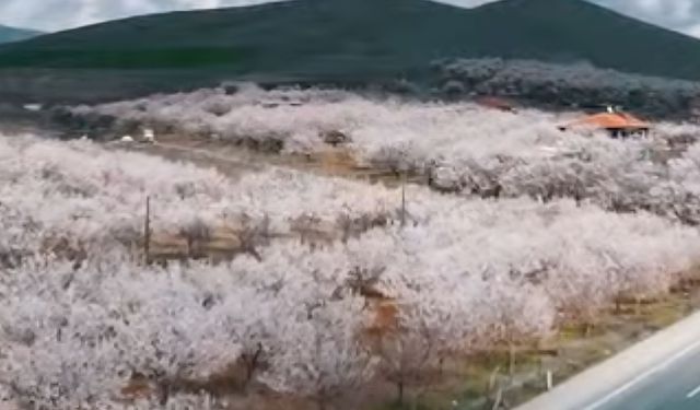 Dolu Yağışı Sonrası Kayısı Ağaçlarında İnceleme Yapıldı