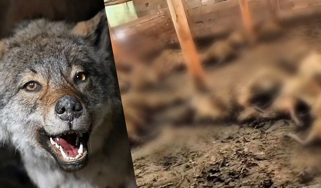 Ağıla Giren Kurt 40 Koyunu Telef Etti