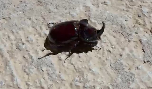 Dünyanın En Güçlü Böceği Akçadağ'da Görülmeye Başladı