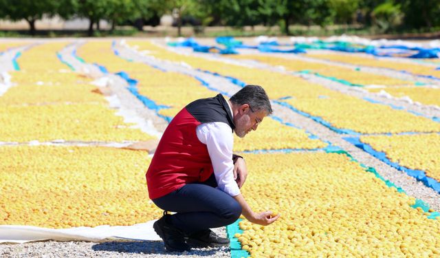 Bakan Yumaklı, Malatya'da Kayısı Hasadına Katıldı