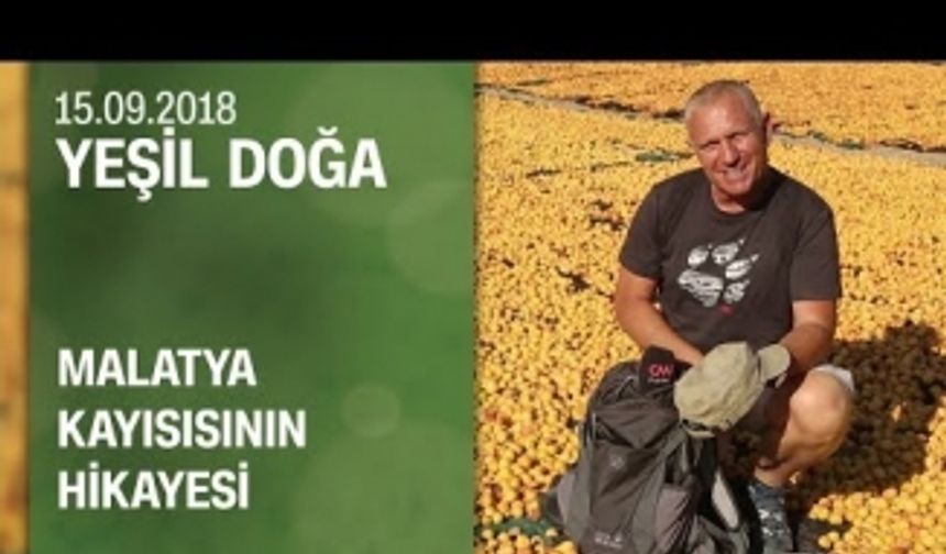 Malatya kayısısının hikayesi