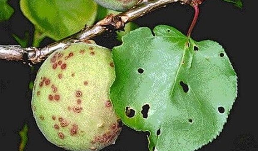 Kayısı Ağaçlarında Çil Hastalığına Dikkat!