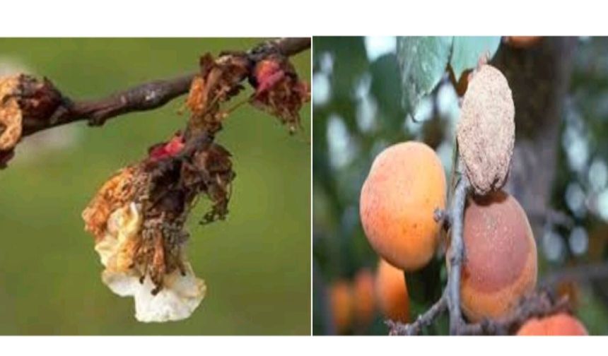 Üreticilere Monilya Hastalığı Uyarısı