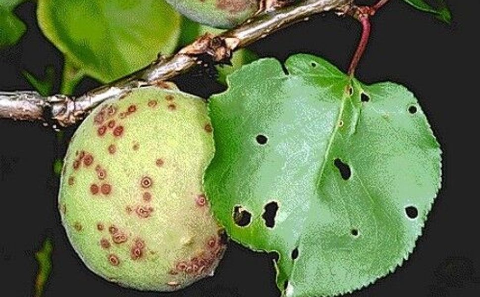 Kayısı Ağaçlarında Çil Hastalığına Dikkat!