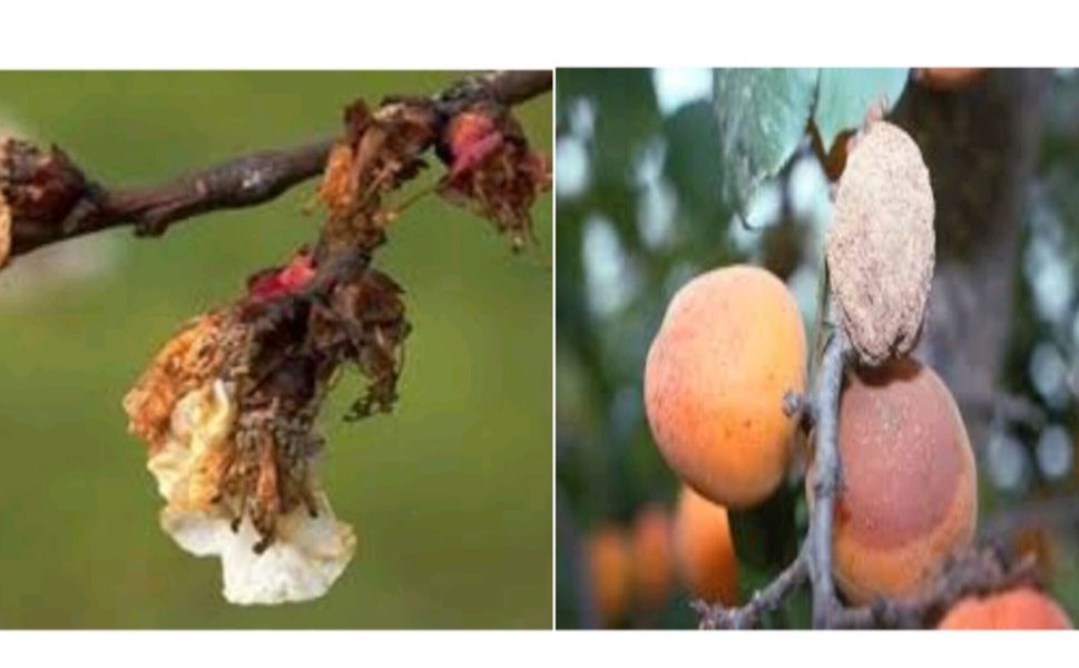 Üreticilere Monilya Hastalığı Uyarısı