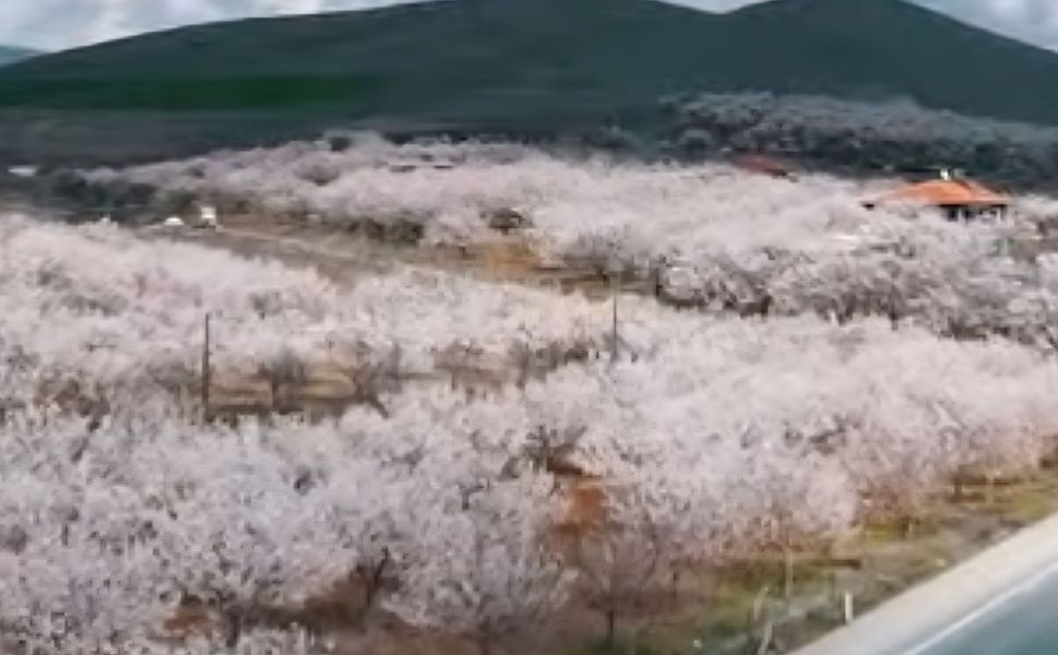 Dolu Yağışı Sonrası Kayısı Ağaçlarında İnceleme Yapıldı