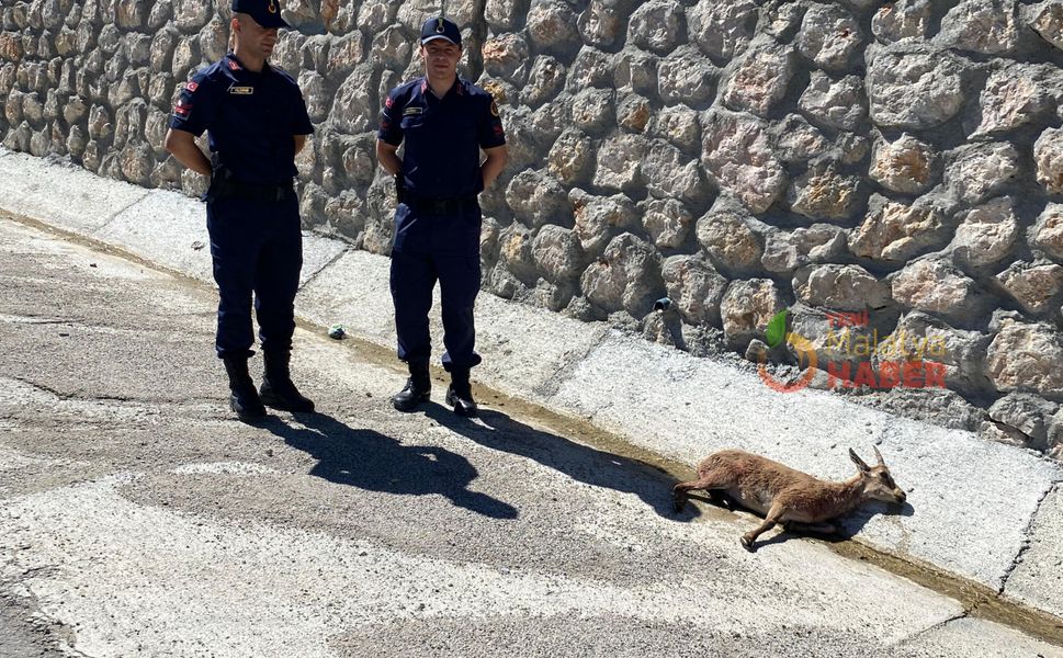 Jandarmadan Yaralı Yavru Dağ Keçisine Şefkat Eli