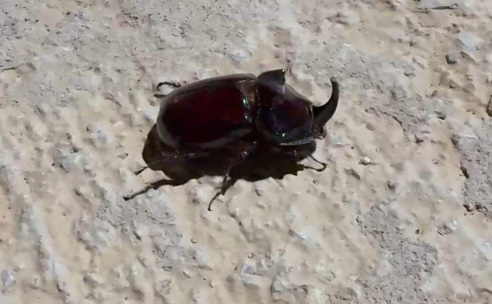 Dünyanın En Güçlü Böceği Akçadağ'da Görülmeye Başladı