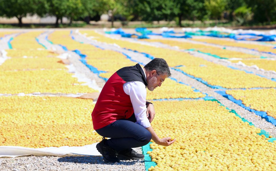Bakan Yumaklı, Malatya'da Kayısı Hasadına Katıldı