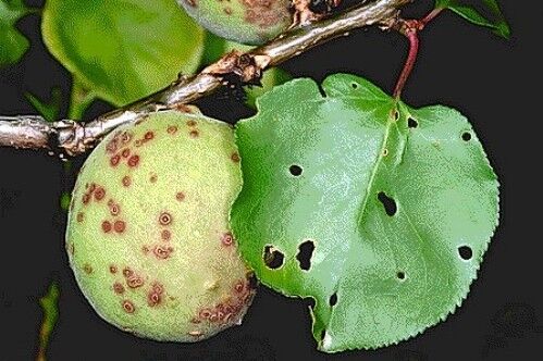 Kayısı Ağaçlarında Çil Hastalığına Dikkat!