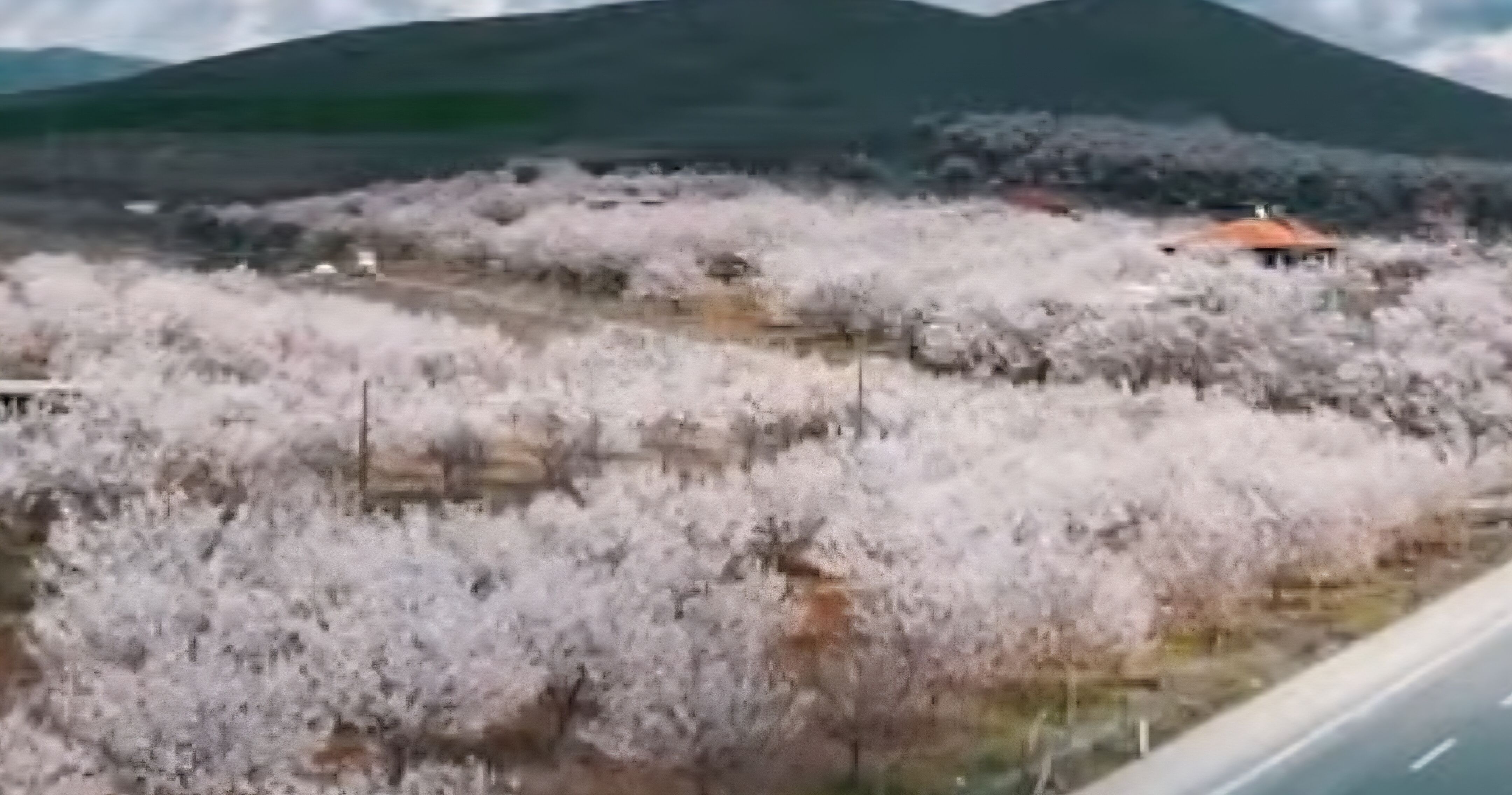 Dolu Yağışı Sonrası Kayısı Ağaçlarında İnceleme Yapıldı