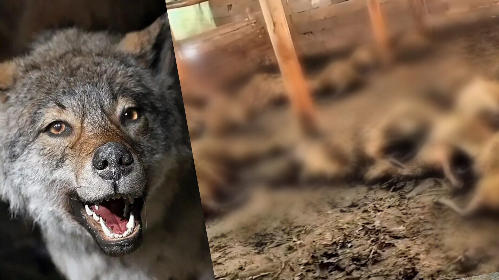 Ağıla Giren Kurt 40 Koyunu Telef Etti