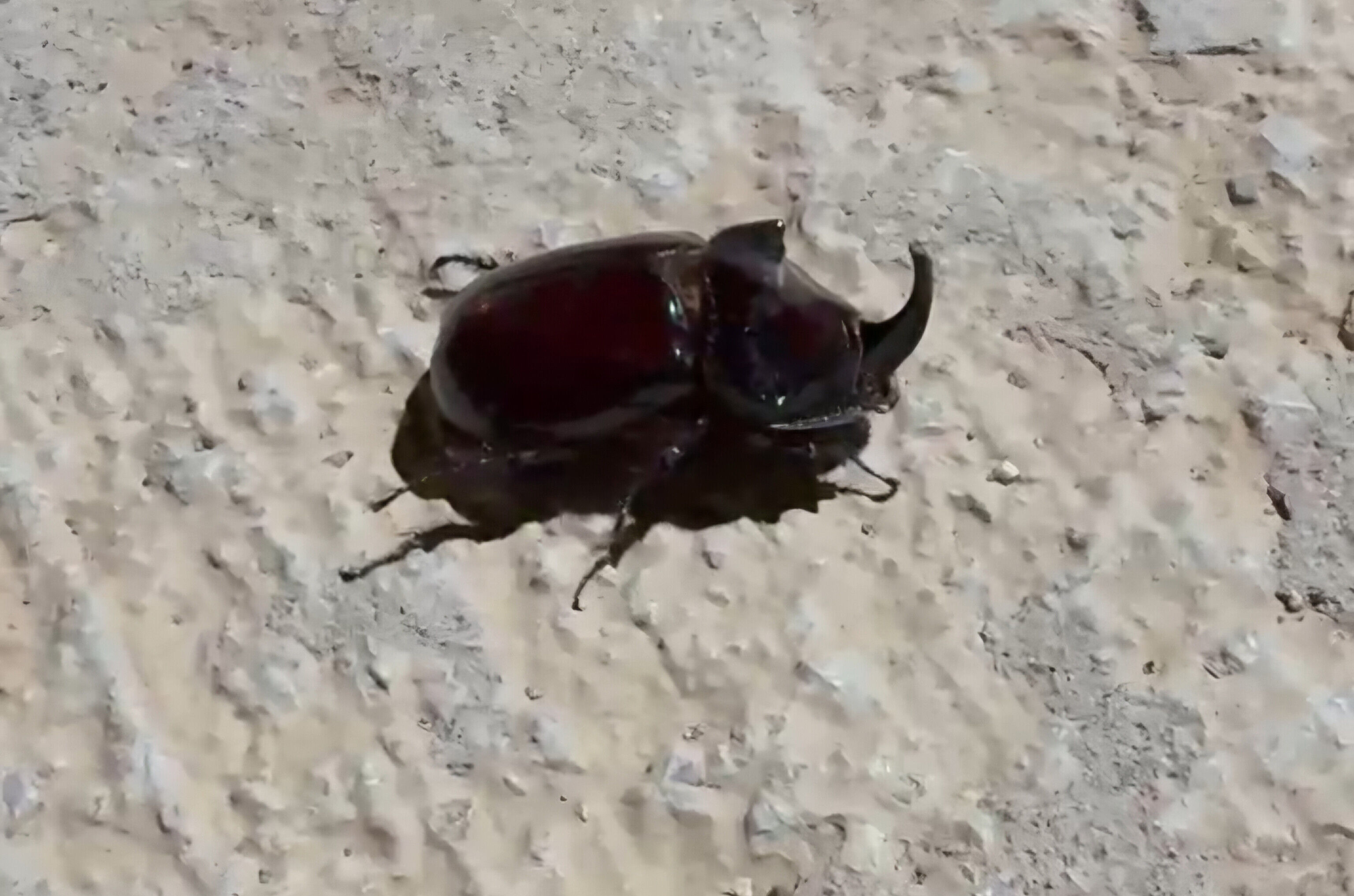 Dünyanın En Güçlü Böceği Akçadağ'da Görülmeye Başladı